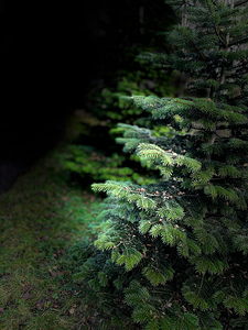  Portrait of Plants- Fir Trees in the Darkness 